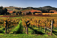 Виноградники Долины Напа, Калифорния (Napa Valley Vineyards, California)