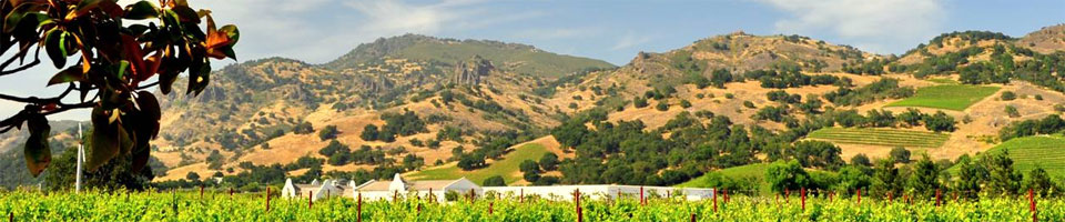 California vineyard, USA